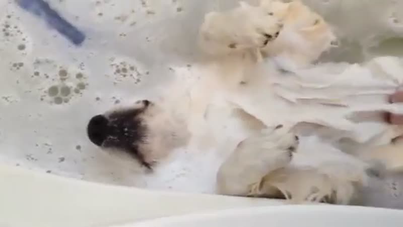 This dog loves baths
