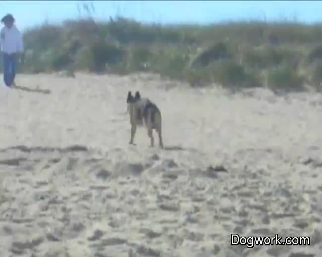 A day at the beach with the dog