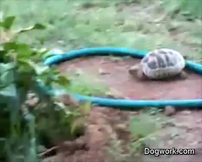 Look at my turtle