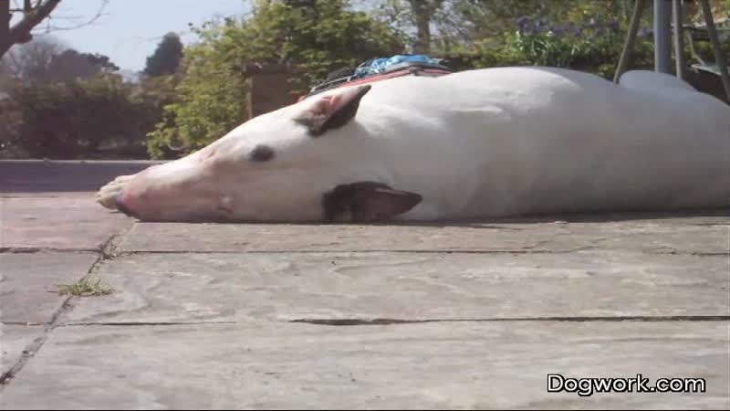 Dog gets run over by a truck