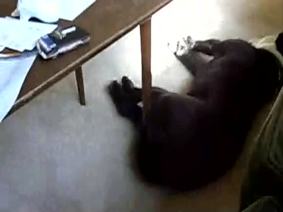 The Laziest Dog You will See Today
