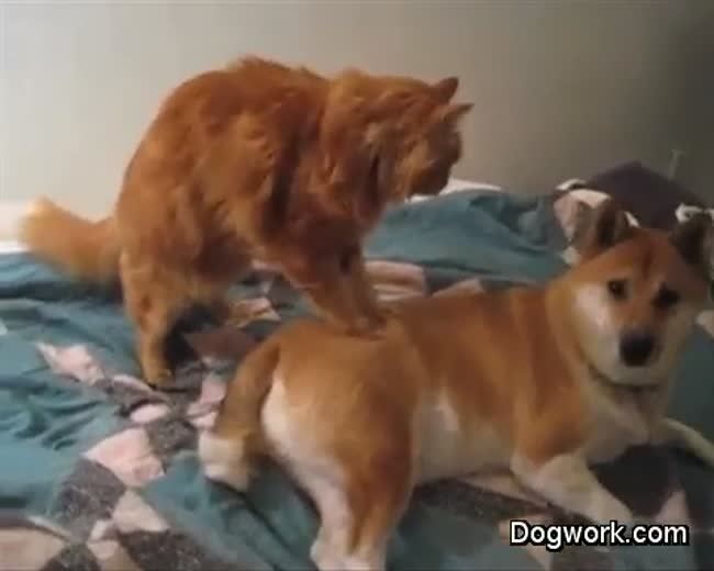 Dog gets a massage