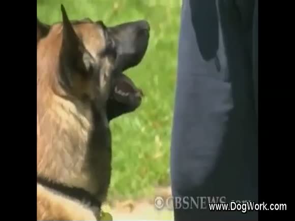 The Dog That Took Down Osama Bin Laden