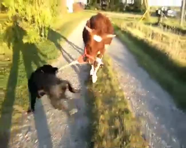 Dog has a new best friend