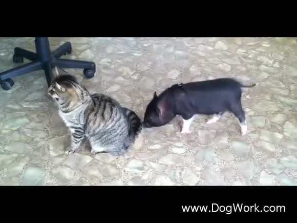 Ebenezer the Mini Pig with a Big Spirit