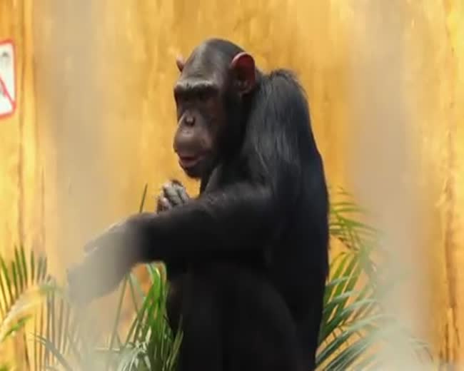 Chimps Think 3D Televisions Are Cool