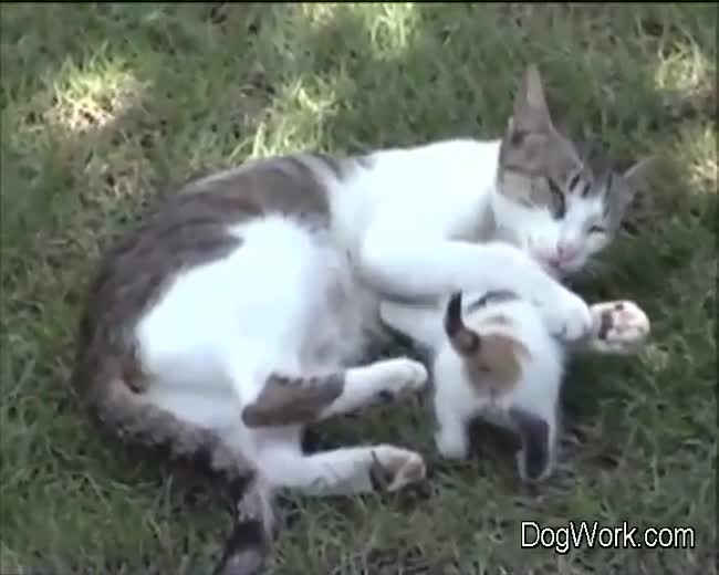 A Great Cat Mommy