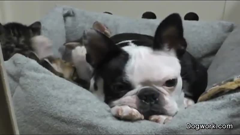 Mondays Are the Worst