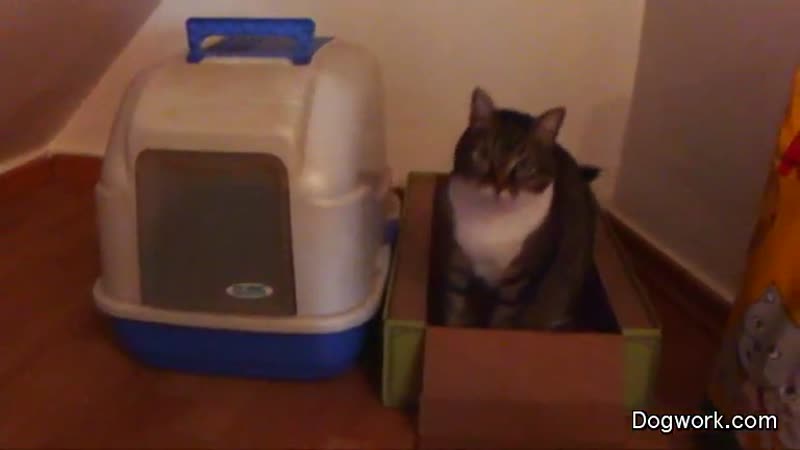 Neko With A Mean Left Hook