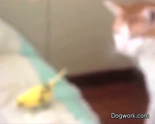 A bird and a cat. The bird is from New York.