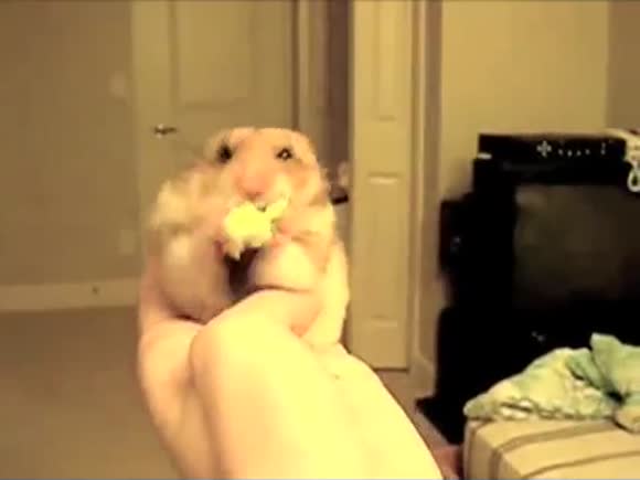 Nom Nom Nom