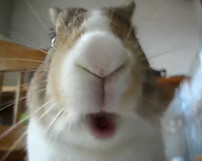 Bunny face with a serious num, num, num... (1)