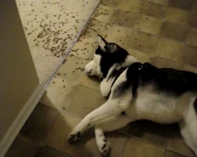 Lazy dog eating spilled food