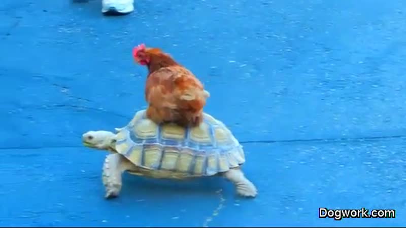 Interesting Animals - Opportunistic Chicken