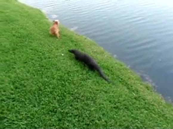 Otter Befriends Dog
