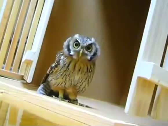 Owl Hunts Invisible Prey