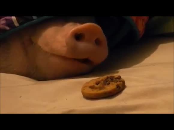 Sleeping Pig Wakes Up for a Cookie! 