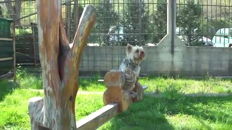 Dog - The Park is Mine