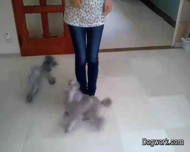 Poodle dogs learning a few dog tricks
