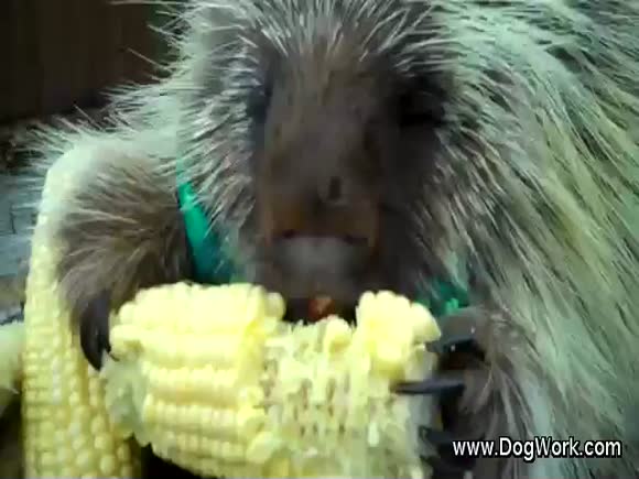 A Talking Porcupine with a Pot of Gold