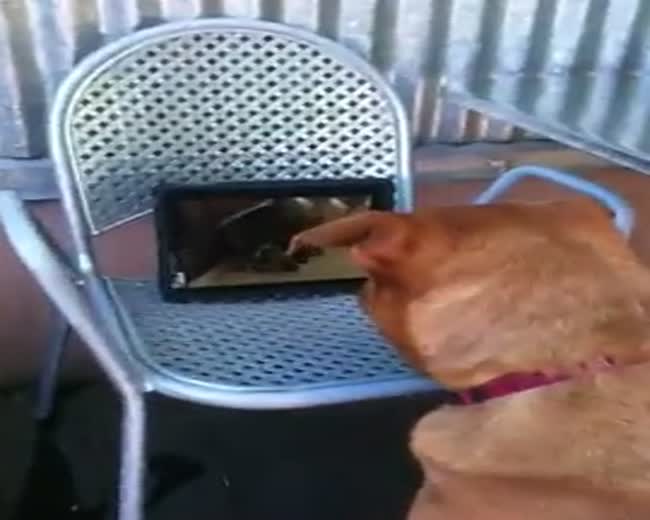 Dog Watching Squirrels on an iPad