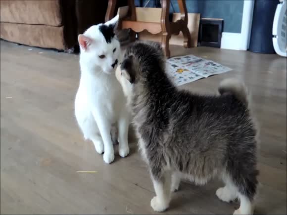 Patient Cat Tolerates Silly Puppies