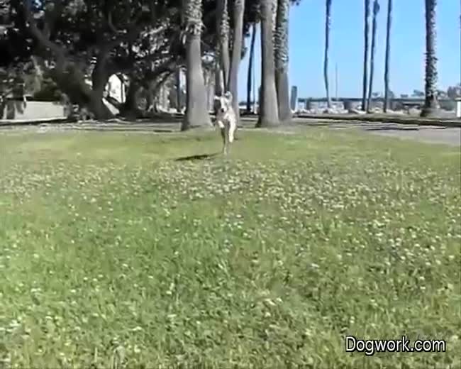 Dogs in motion