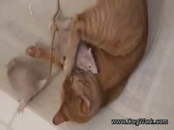 This Cat and Rat are.....Friends?