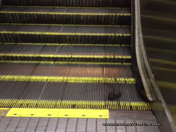 Rat Stuck on Escalator Will Leave you Pondering the Meaning of Life