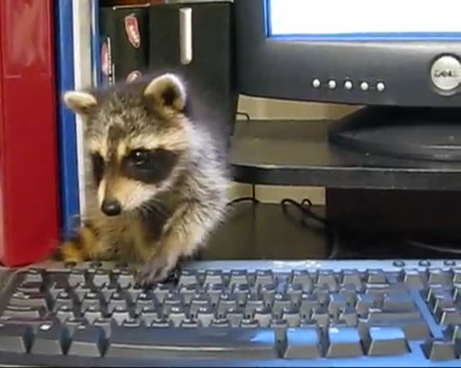 Booking trips to Hawaii on my computer