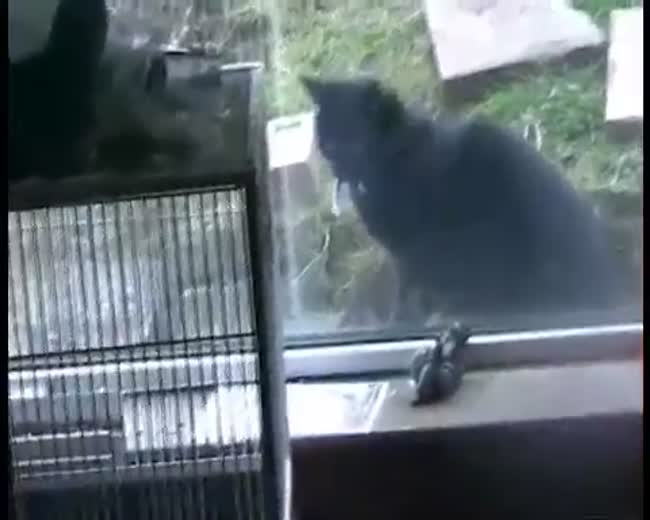 Sylvester and Tweety