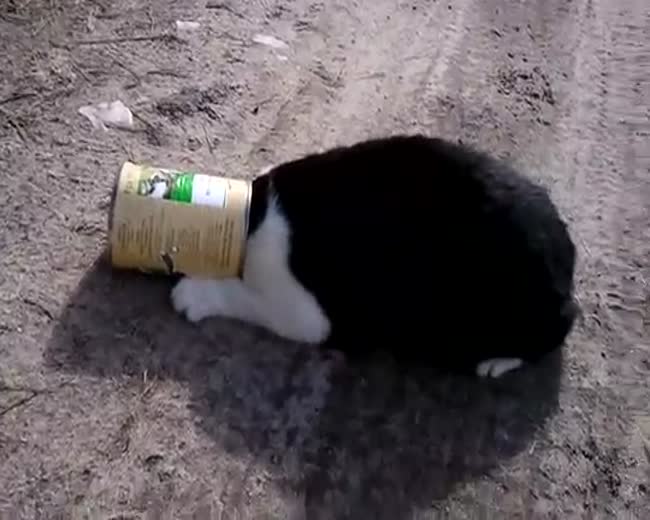 Lucky Cat - Two guys help out a kitty in distress