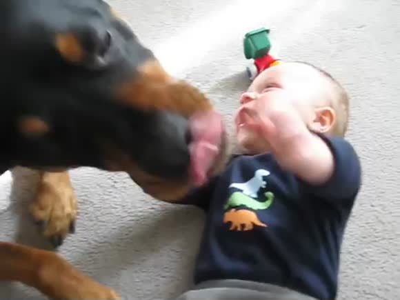 Rottweiler Makes Baby Crack Up