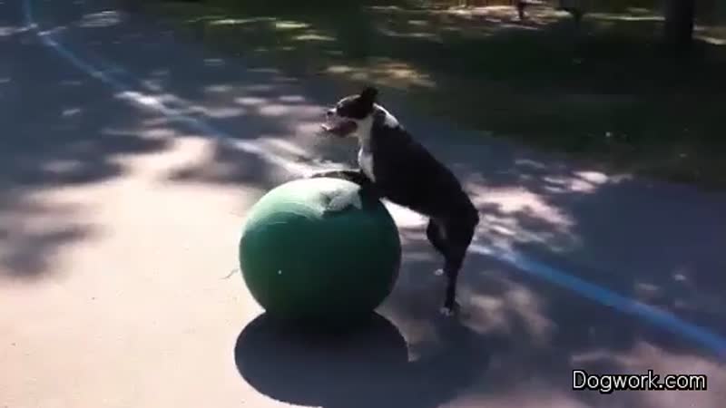 Roxy Roller