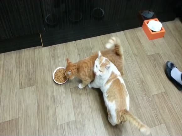 This Cat Refuses to Share!