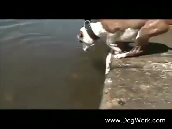 The Canine Sisyphus Story