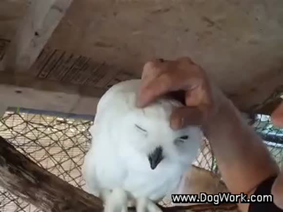 Snowy Owl Acceptance