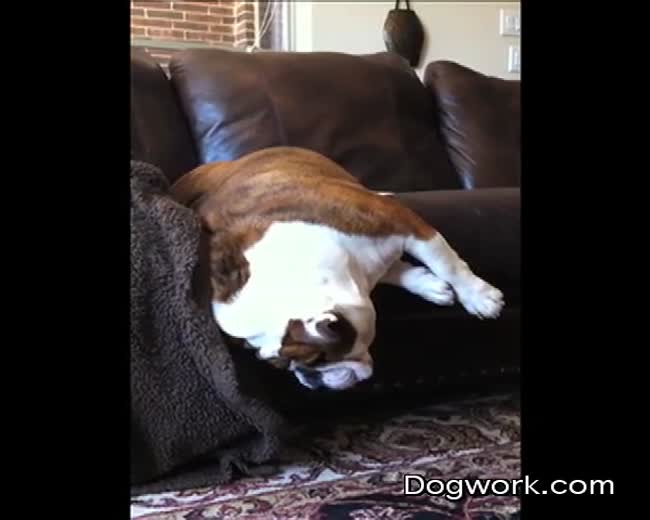 A bulldog named Riley snores herself off the couch