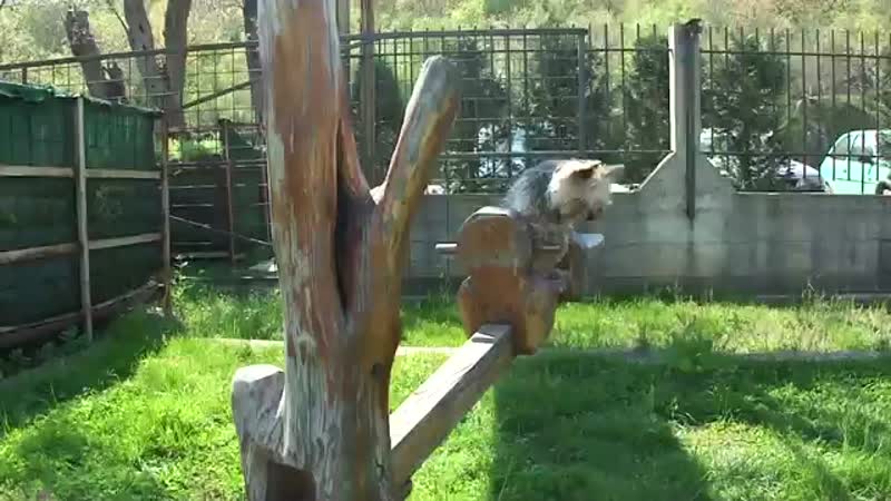 Doggy Welcomes Spring