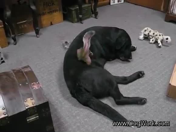 Squirrel Loves Dog