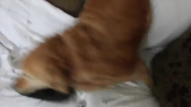 Dog rolls her Rs - Sounds like Chewbacca