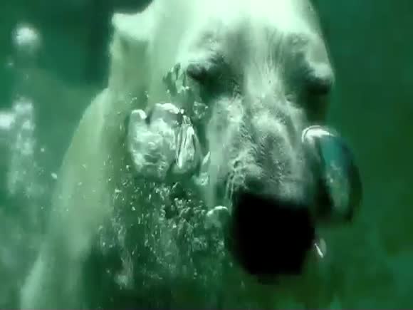 Amazing Footage of Polar Bear Swimming