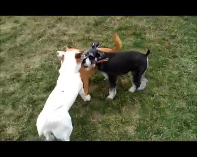 Three Stooges, One Stick