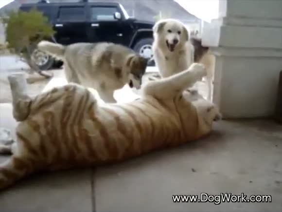 A Tiger Plays with Dogs