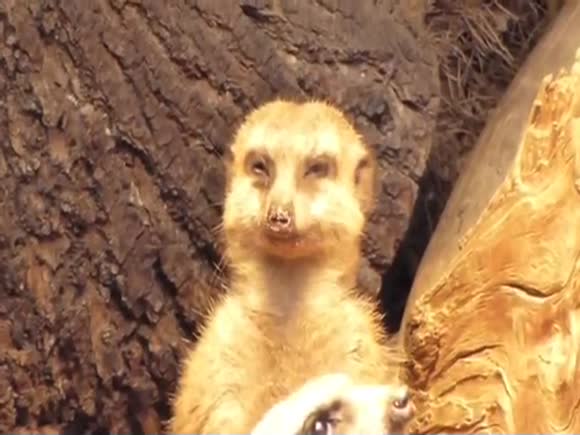 Sleepy Meerkat