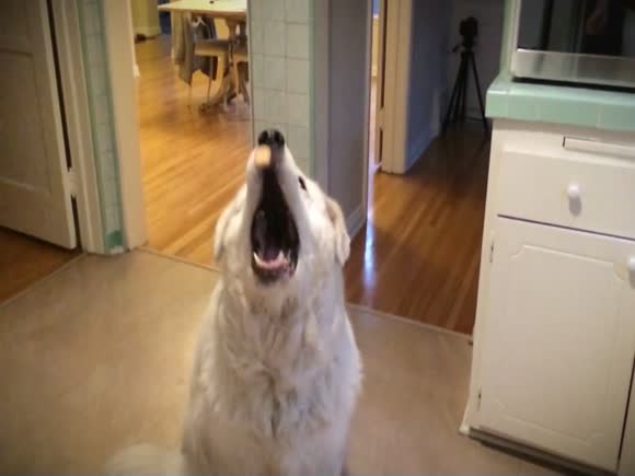 Dog Can't Catch Treats