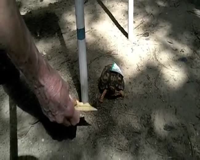 A turtle dedicated to excellence