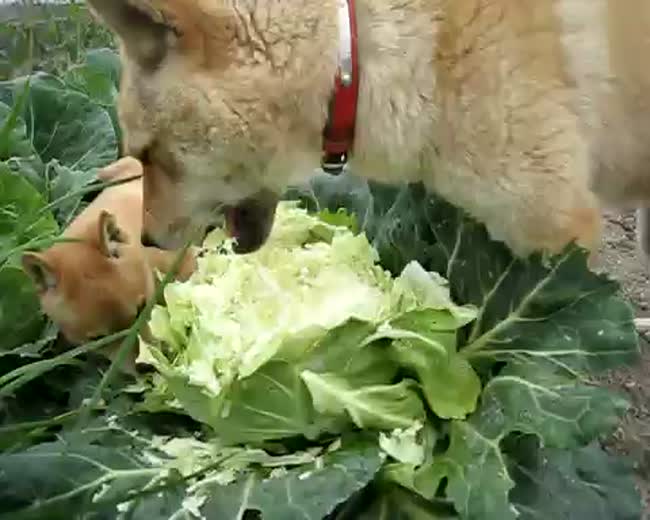 Eat Your Vegetables