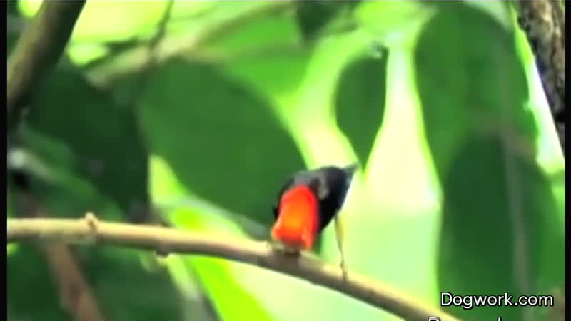 This Bird Can Dance!