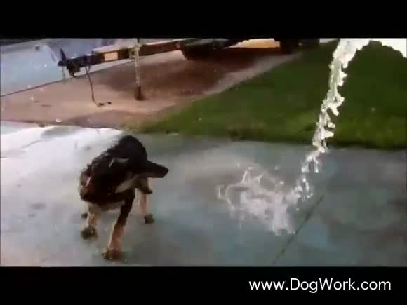 Our Dog Swims in Shallow Water